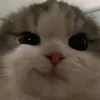 frozycave