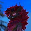 dominator_921_
