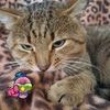 danysar_cad