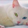 ownedbycats1973