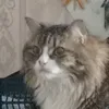 ukullulu