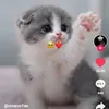 dy0wu73fjppz
