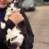 nrinsyh