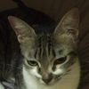 id5233