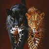 twentyfour_47