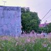 olcyonee
