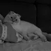 emmathewhitecat