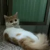 vietlongvnn