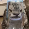 chubekho_789