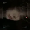 hlinh_anie
