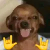 ratinhavp