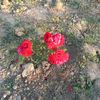 saleh_sadiqov74