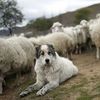 sheepdogbb77