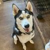 jaxon_maximus_pax