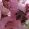 bontonj