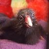Charlotte.the.Pukeko