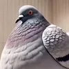swyfy3z