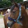 phoebe_739