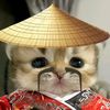 gatito_samurai