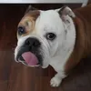 duqithebulldog