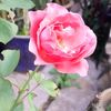 deean7708