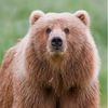 bearbrand2825