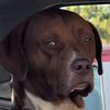 doggo.jpg