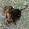 mairaanimallover