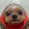 idontggv