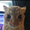 sminegus