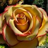 capricewest71