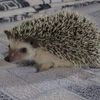 huroneserizosperulima