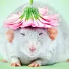 ratishpink