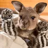 kangaroo.jackie