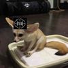 fennecmatias