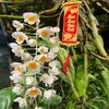 hoang070684