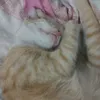 anhkiet118