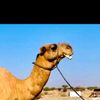 camelq8