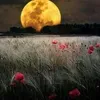 husseinalfatlawi463