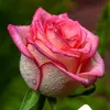 user986810585