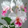 latifabenamor960