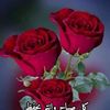 dy6wxggqdd5y1