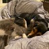 cat_and_the_hound