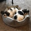 fetch_this_bo