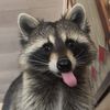 probablyaraccoon