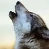 vsegdaryadom_24.ru