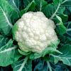 cauliflower_htx