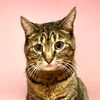nasa.the.cat