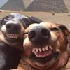 suzankaandpierogis