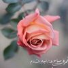 .ash356